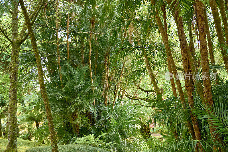 葡萄牙亚速尔群岛圣米格尔的“Terra Nostra”植物园中郁郁葱葱的植被